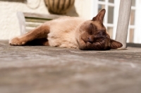 Picture of Burmese lying in sun