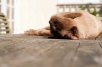 Picture of Burmese lying in sun