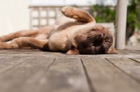 Picture of Burmese lying on back