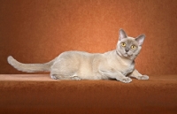 Picture of Burmese lying on brown background