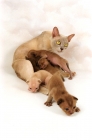 Picture of burmese mother and her kittens