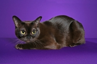 Picture of Burmese on purple background