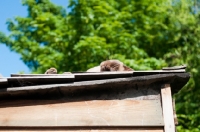 Picture of Burmese on roof