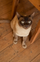 Picture of Burmese on wooden floor