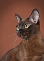 Picture of Burmese portrait, 5.5 month old Sable Burmese Female