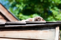 Picture of Burmese resting on roof