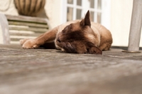 Picture of Burmese sunbathing