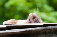 Picture of Burmese sunbathing