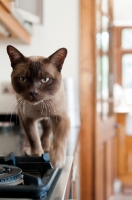 Picture of Burmese walking on kitchen worktop