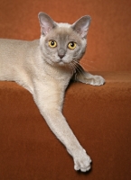 Picture of Burmese