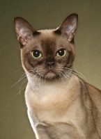 Picture of Burmese