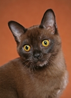 Picture of Burmese