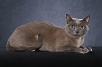 Picture of Burmese