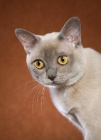 Picture of Burmese