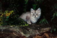 Picture of Burmilla kitten in forest