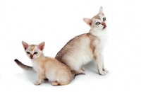 Picture of Burmilla with kitten, chocolate shaded colour