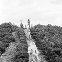 Picture of burydown salukis racing down a track on downs in sussex, hope waters back, left