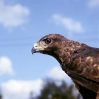 Picture of buzzard, portrait side view