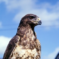 Picture of buzzard portrait