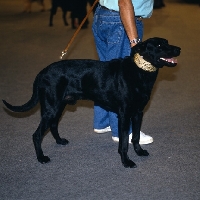 Picture of ca de bestiar at a dog show