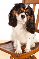 Picture of Cabalier King Charles Spaniel sitting on chair