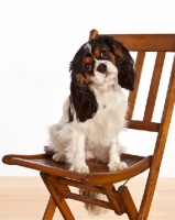 Picture of Cabalier King Charles Spaniel sitting on chair