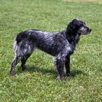 Picture of cacya du clos moise,  blue picardy spaniel standing on grass