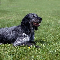 Picture of cacya du clos moise, blue picardy spaniel, head and shoulders