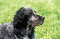 Picture of cacya du clos moise, blue picardy spaniel, head study