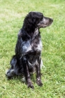 Picture of cacya du clos moise, blue picardy spaniel