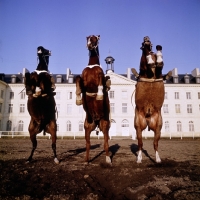 Picture of cadre noir de saumur, france, 3 horses rearing