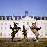 Picture of cadre noir de saumur, france, rearing,