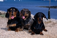 Picture of cady, max, henry, long haired dachshund, wire haired dachshund, smooth dachshund