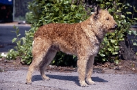 Picture of caesar, laekenois standing at a show