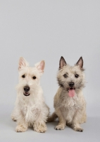 Picture of cairn and scottish terrier together
