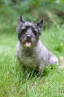 Picture of Cairn Terrier catching his breath, sitting in the grass.