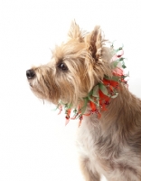 Picture of Cairn Terrier dressed up