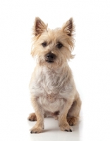 Picture of Cairn Terrier front view