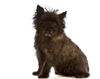 Picture of cairn terrier, full body