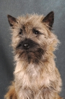 Picture of Cairn Terrier head shot on dark grey background