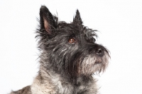 Picture of Cairn Terrier headshot, ears up.