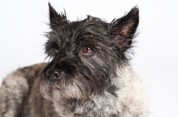 Picture of Cairn Terrier headshot