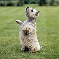 Picture of cairn terrier in pet trim begging