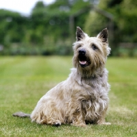 Picture of cairn terrier in pet trim sitting on grass