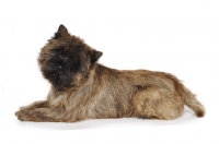 Picture of Cairn Terrier lying down on white background