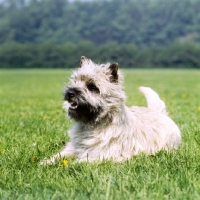 Picture of cairn terrier lying in a field