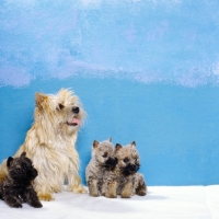 Picture of cairn terrier mother and puppies sitting indoors