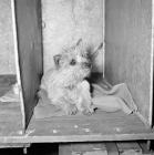 Picture of cairn terrier on a show bench