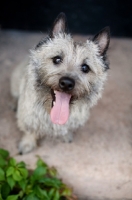 Picture of Cairn terrier on cement step, smiling