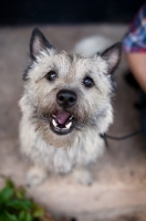 Picture of Cairn terrier on cement step with mouth open, looking up at camera.